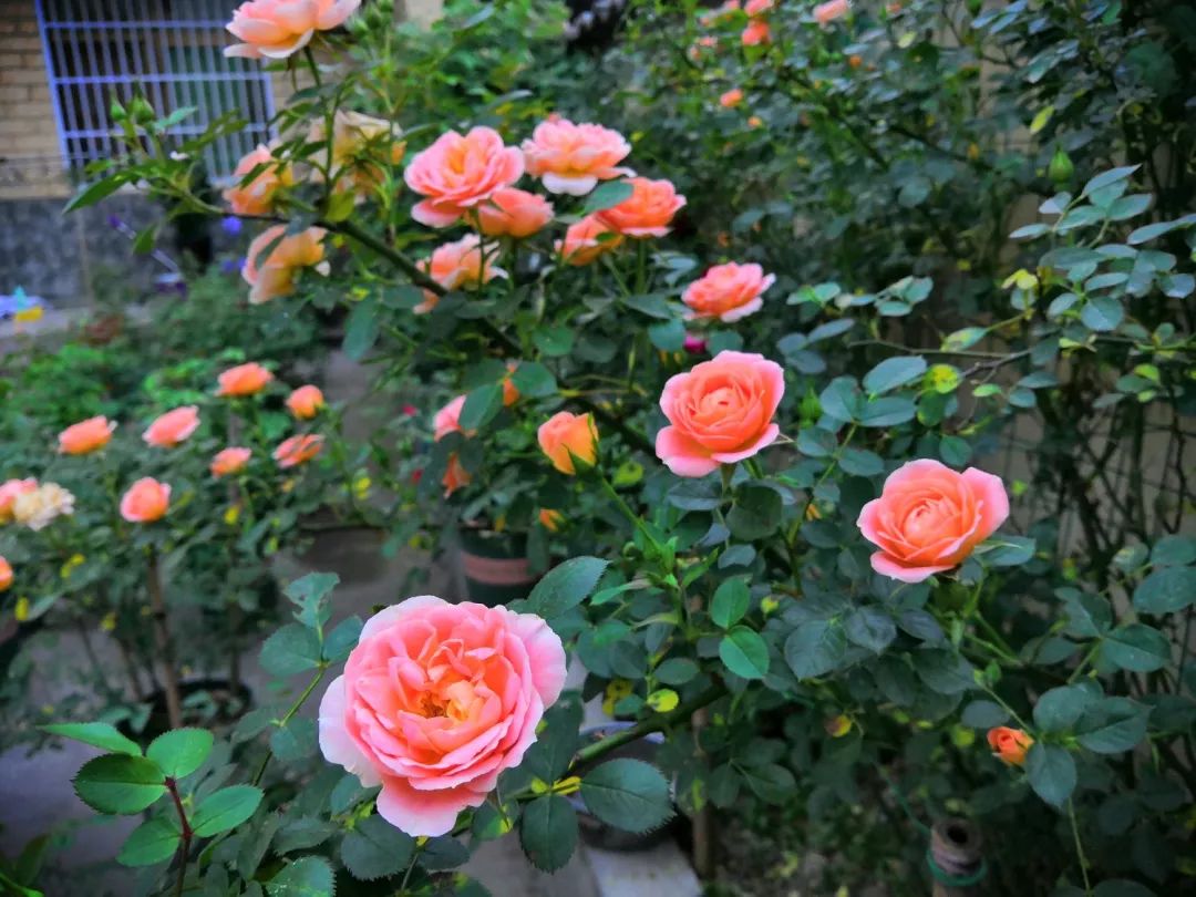 大叔也爱养花，3天造出个小花园，一分钱没花！-65