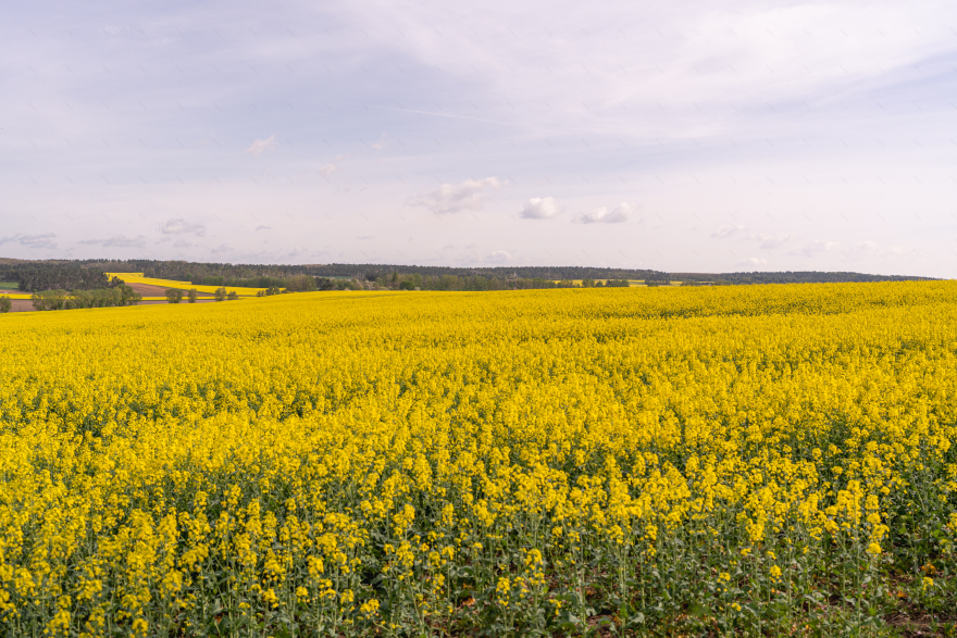 哈茨山樱花春日童话景观体验丨德国-29