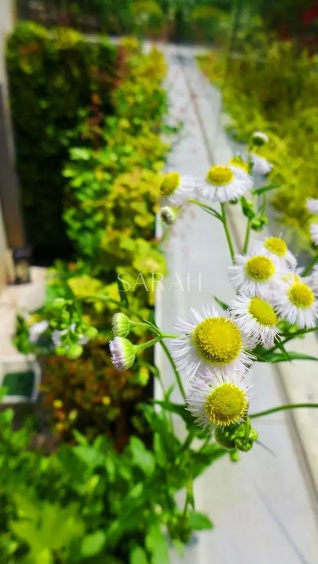 【花园荟】设计师用这面墙作了一幅画，将人从井中带上了云端~-20