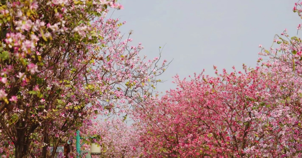 花漾广州 · 四季繁花的花城时空丨中国广州丨GZPI景观与旅游规划设计所-5