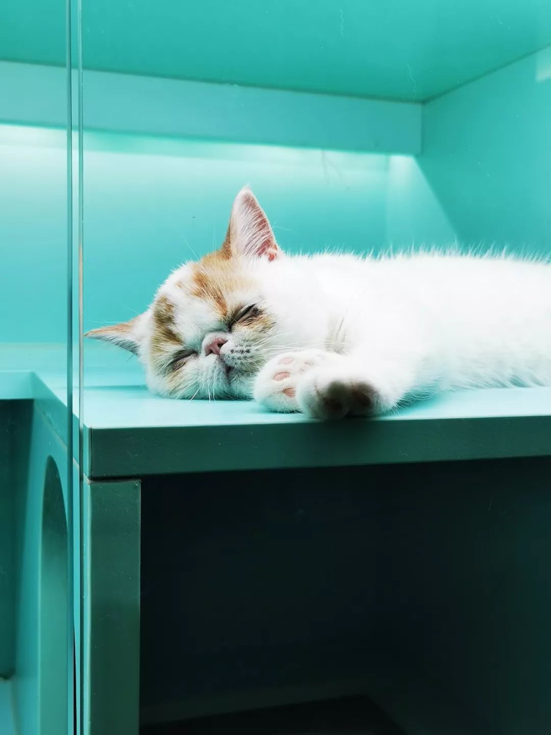 未耒 | 蓝绿矩阵 猫咪丛林-21