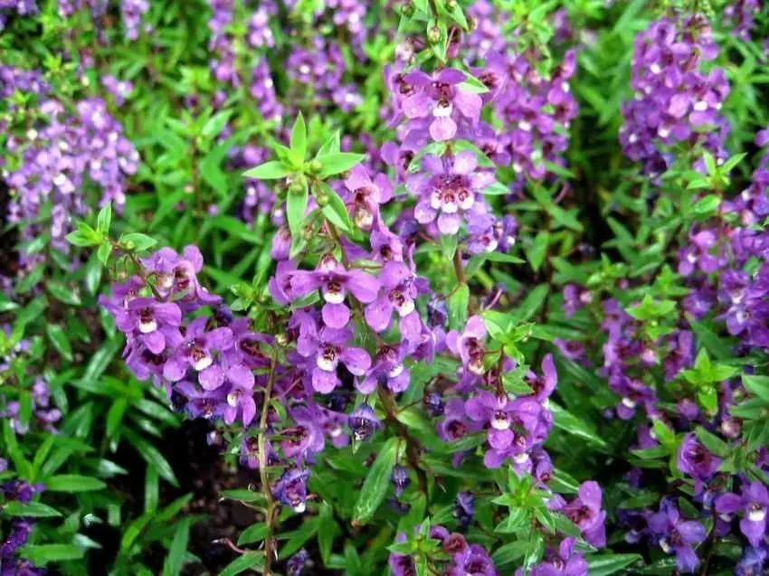 夏日花园养护攻略,打造梦想花园-31