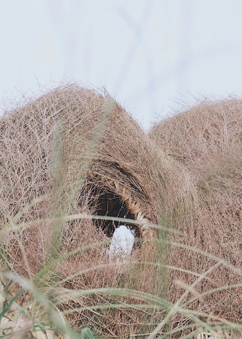 《森之秘语》 | 竹构树洞,寻觅心灵秘境-23