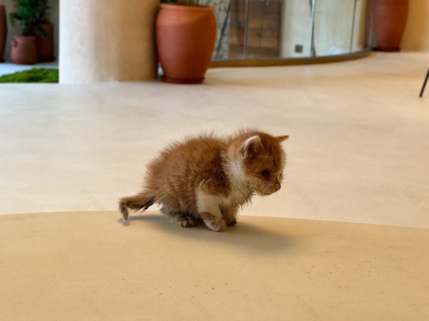 安吉观景平台及茶室丨中国浙江丨HATCH 汉齐建筑-49