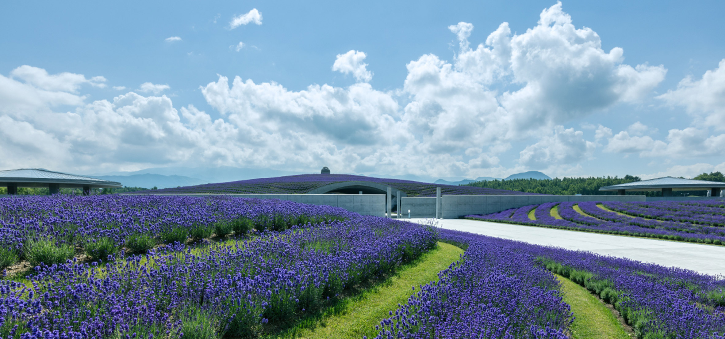 Tadao Ando surrounds huge buddha statue with lavender-covered mound-21