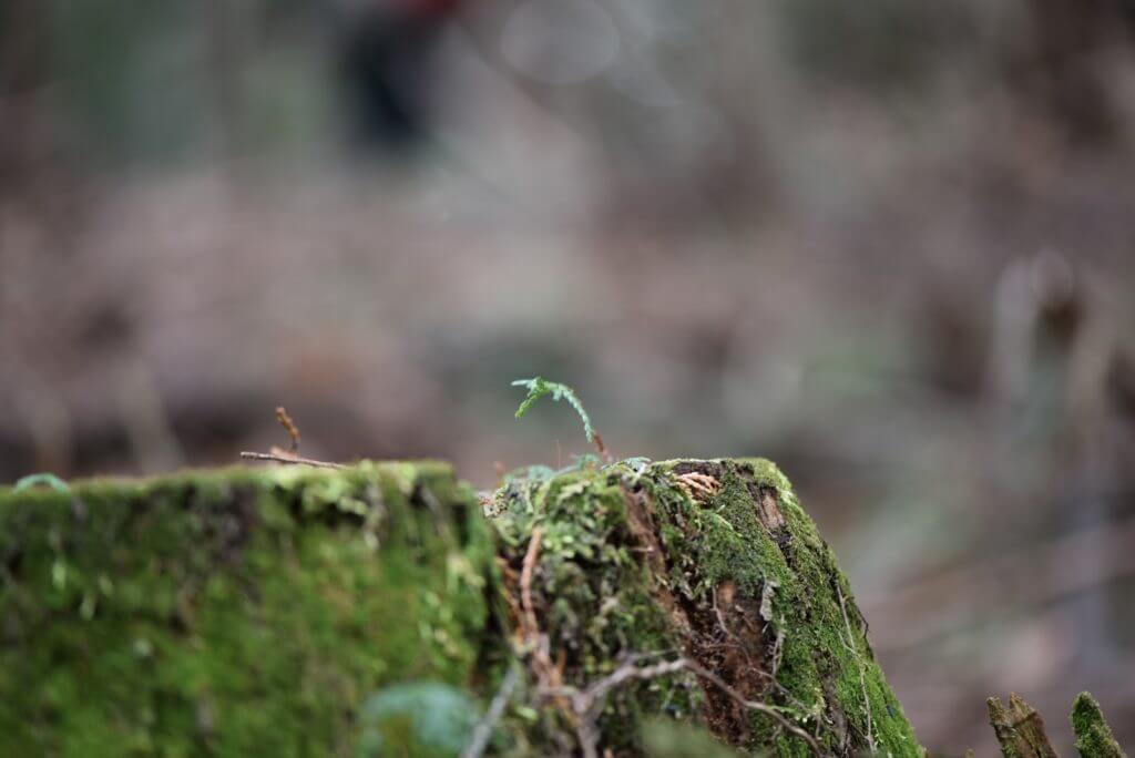 一宮の石場建て１　大黒柱伐採丨水野設計室-19