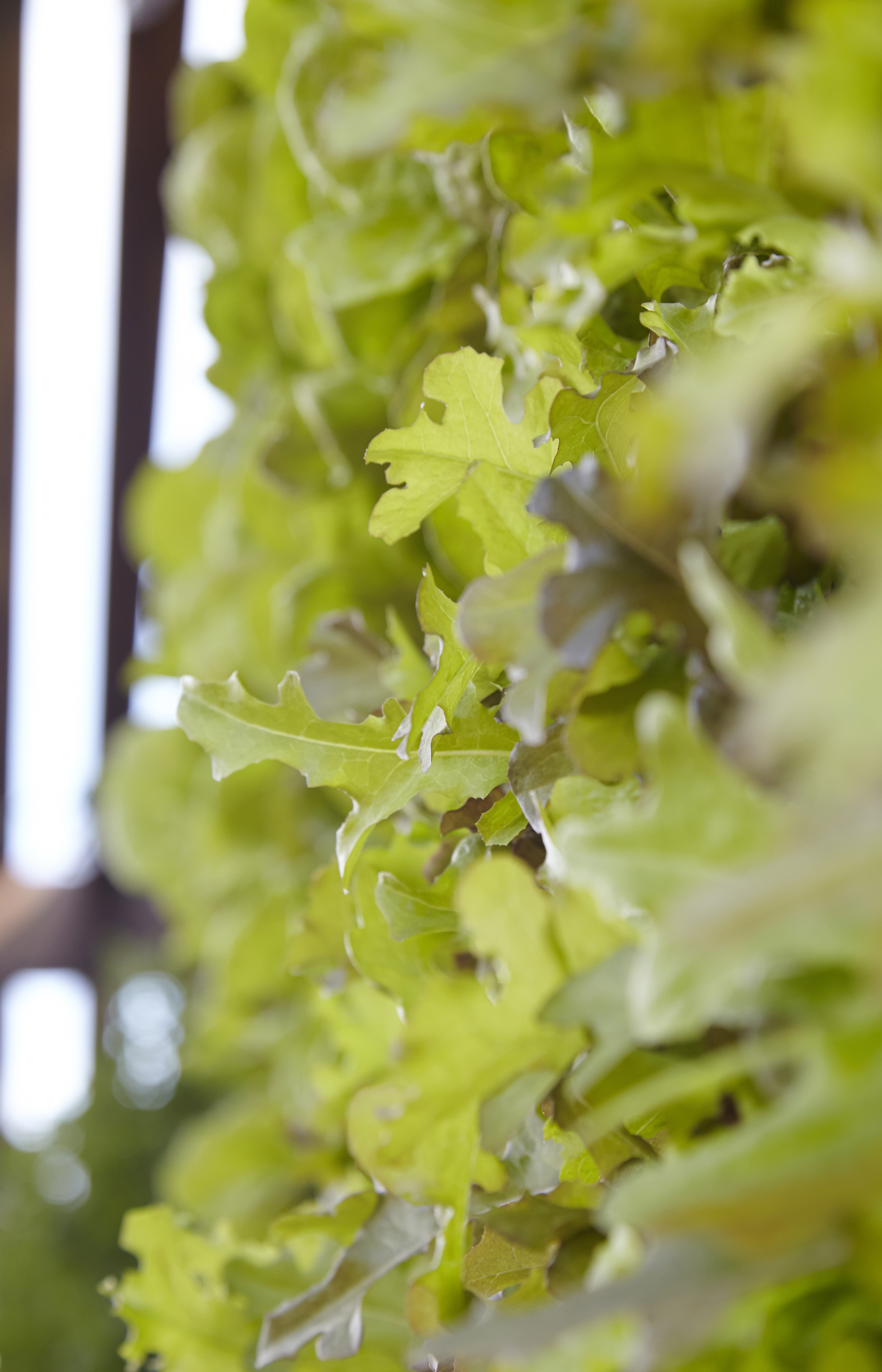 爱彼迎生态舱丨法国尼斯-51