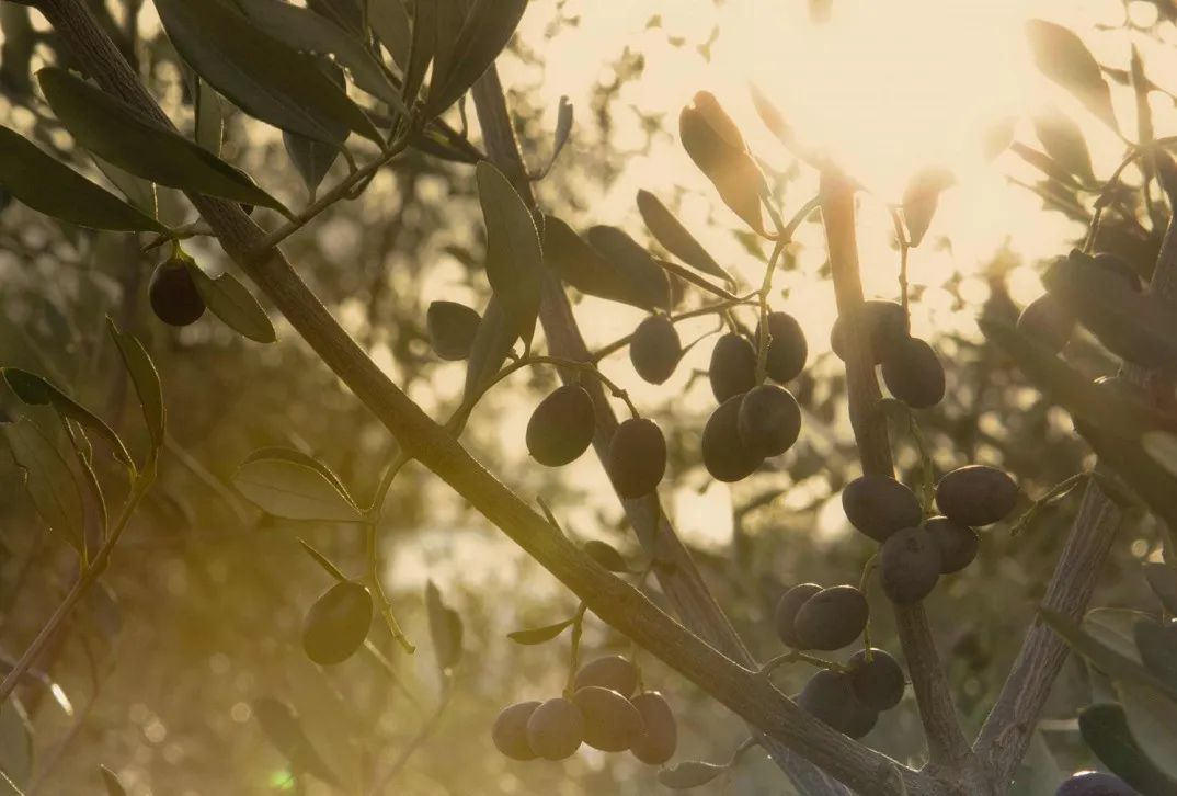 普罗旺斯奢华度假酒店丨法国-46