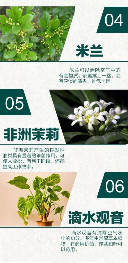 24 种天然空气净化器 家居绿植摆放设计指南-2