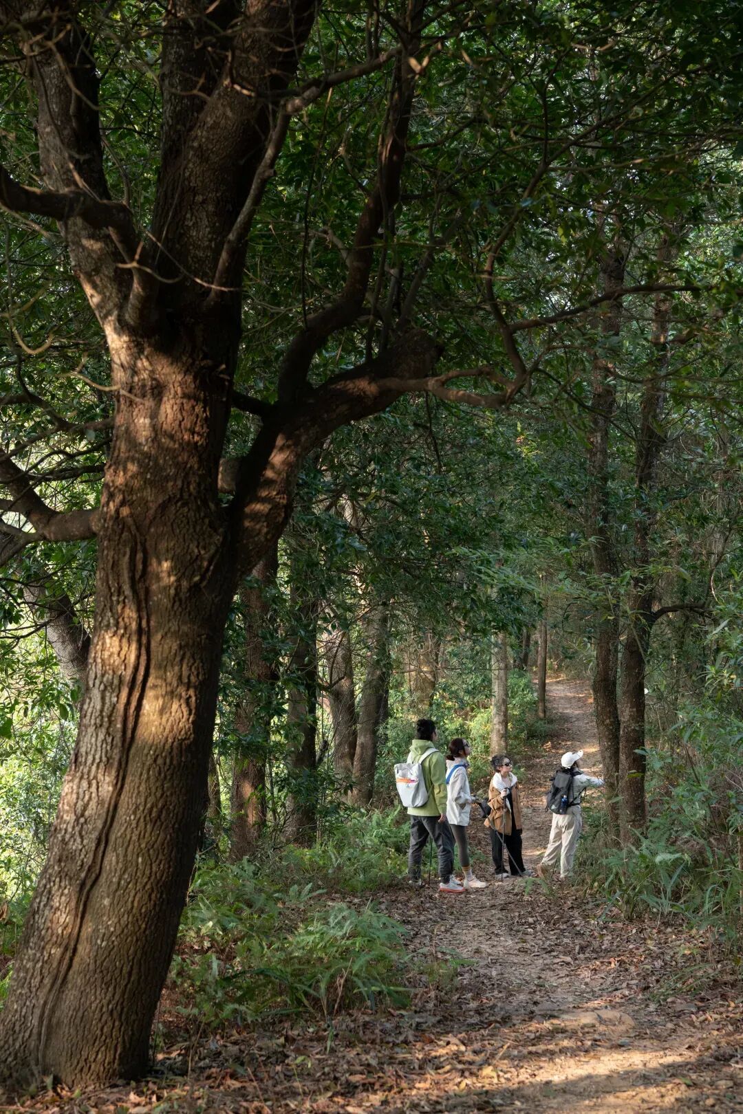未名新作|山野有乾坤都市藏鲲鹏-深圳山海连城计划罗湖区东湖公园郊野径-莲塘口岸线-91