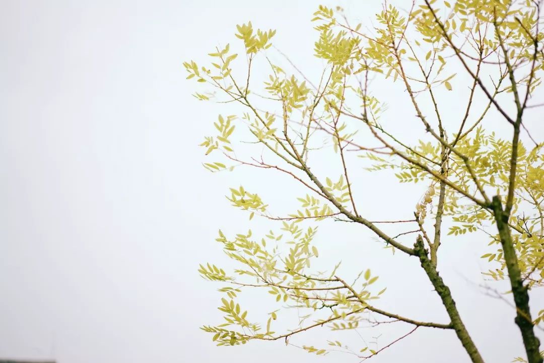 空中花园的粉紫色浪漫 | 乐梵造园的秋韵花境改造-68