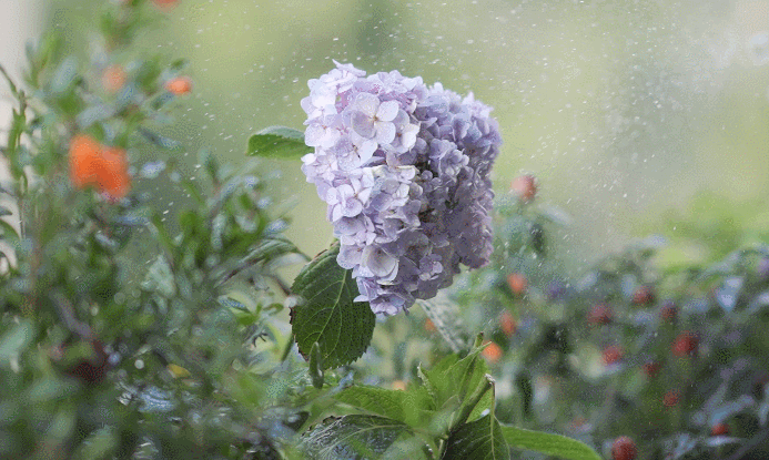 K2020 公益 5 号家庭丨中国丨ACE-63