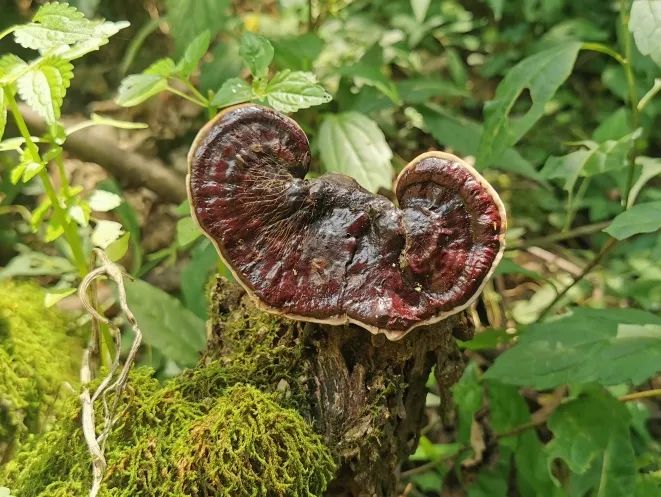 野奢秘境，探寻春日浪漫-160