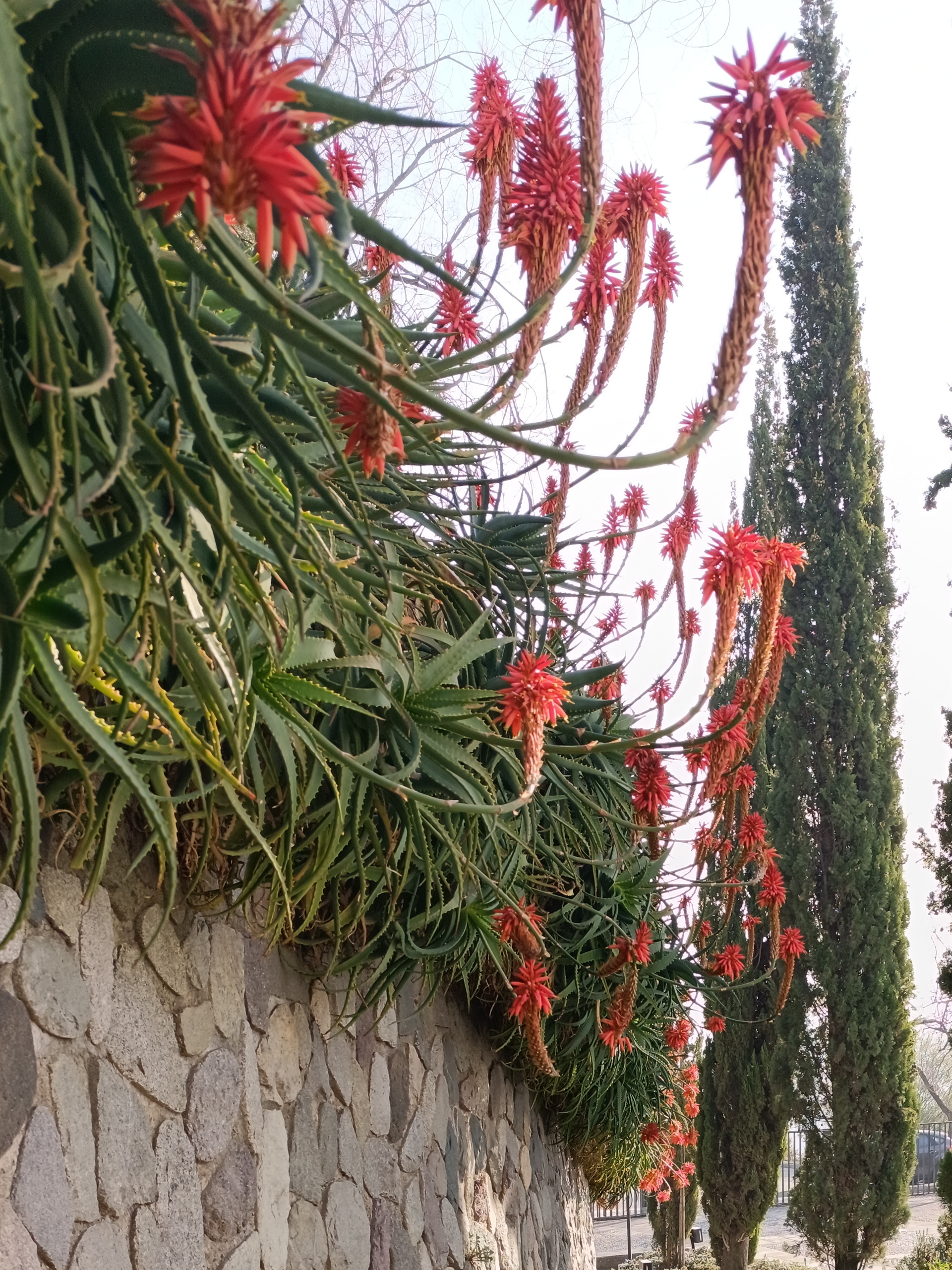 Monasterio Benedictino de Las Condes 教堂-13