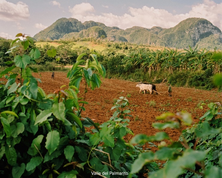 La Guasasa项目丨古巴丨Asociación Erentia(西班牙),MLC(古巴)-36