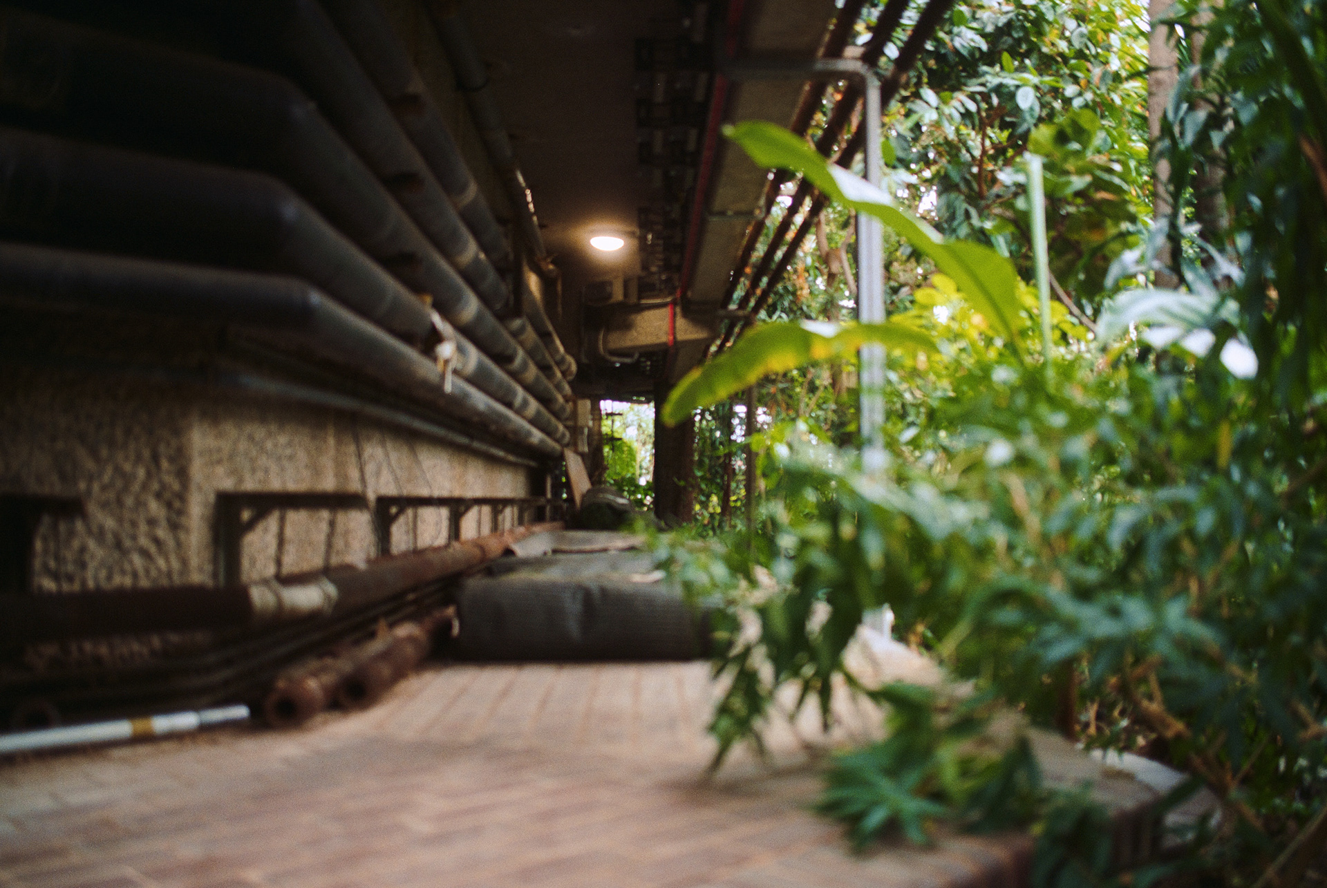 巴比肯温室丨英国伦敦-13