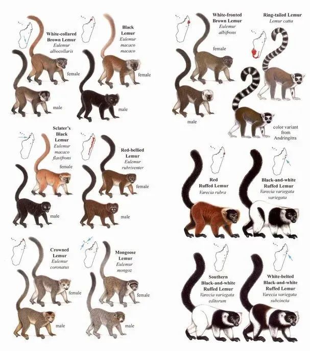 马达加斯加奇幻之旅丨LDD李杜设计-21