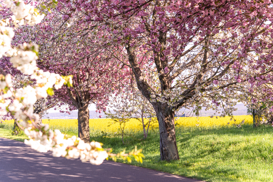 哈茨山樱花春日童话景观体验丨德国-5