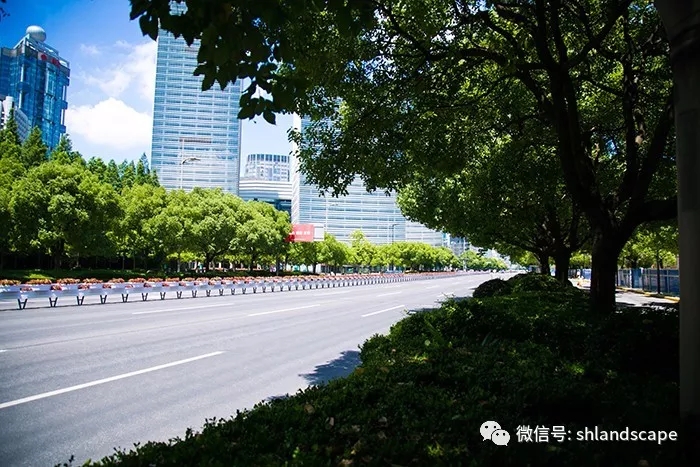 上海浦东世纪大道改造提升工程-9