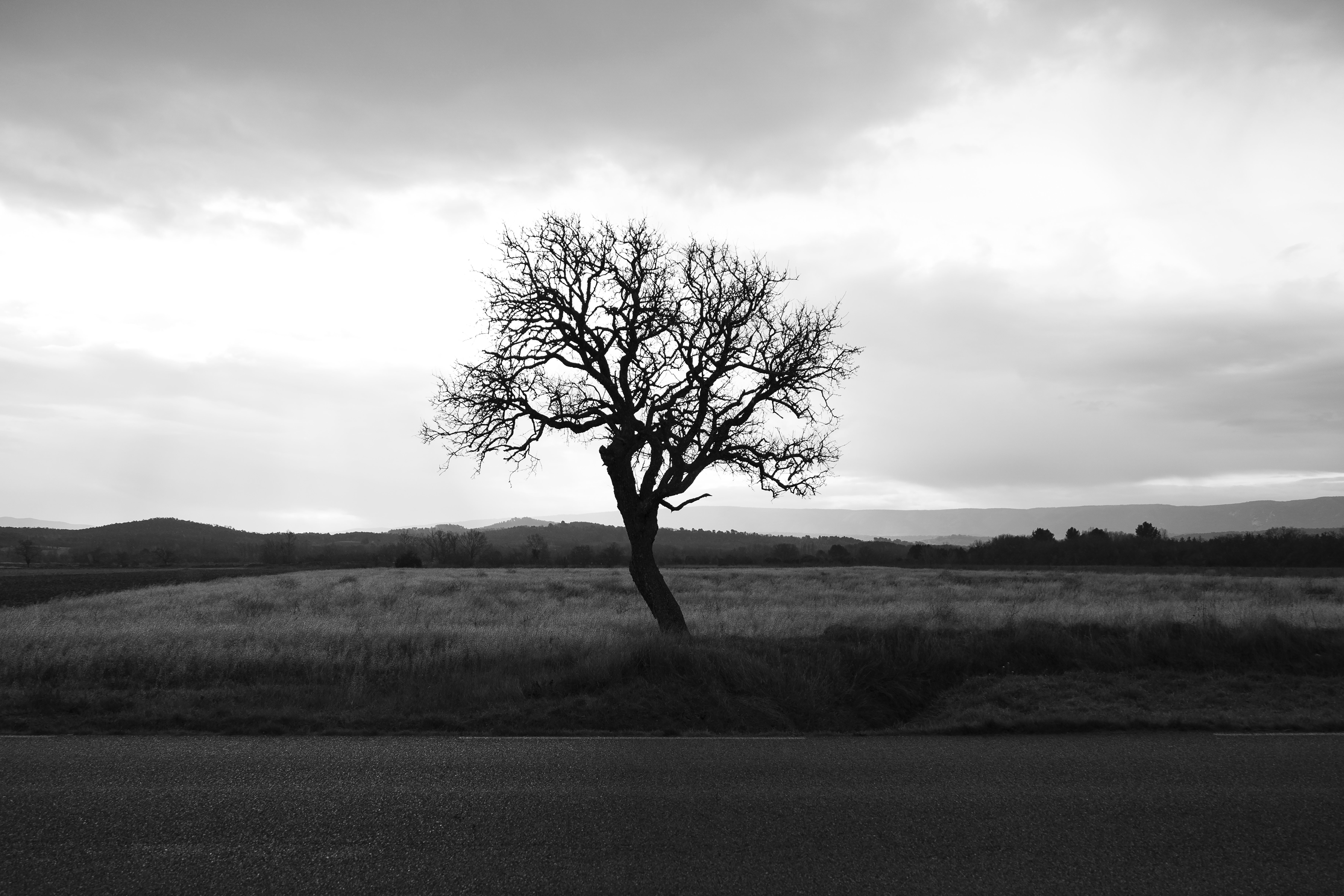 世界上的树木丨Sylvie D.-215