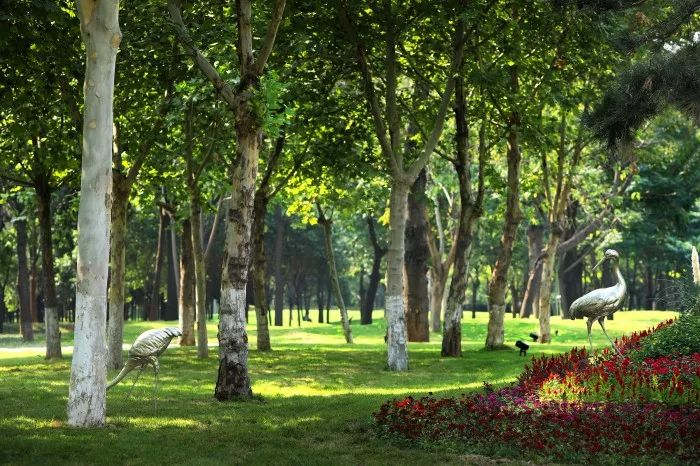 郑州经开区朝凤路景观提升改造 | 自然与艺术的融合-6