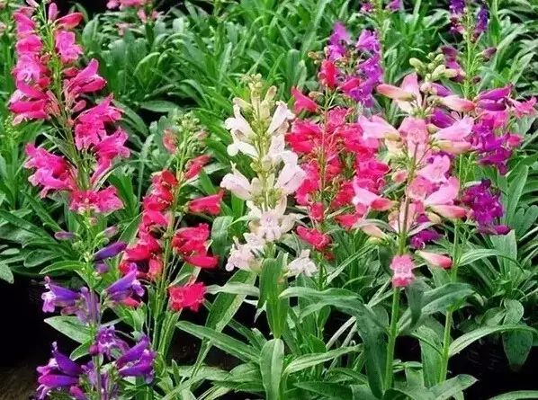 花境设计常用 60 种植物，让花园变得绚丽多彩-126