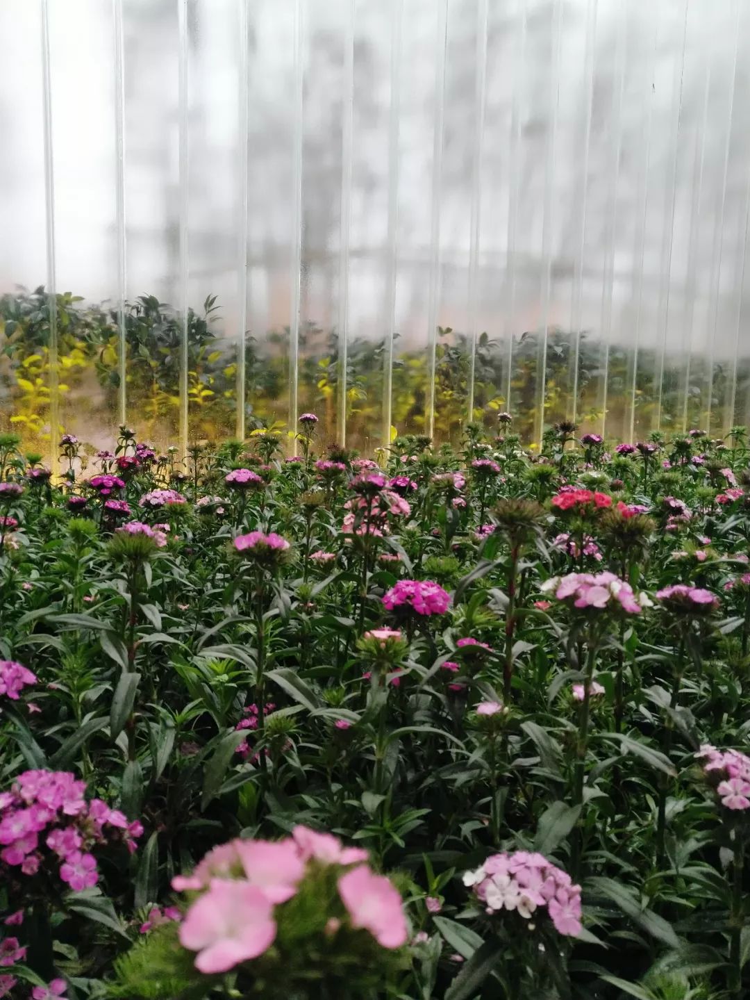 盐运九曲，八里秦淮 | 绿地西南 • 自贡-58