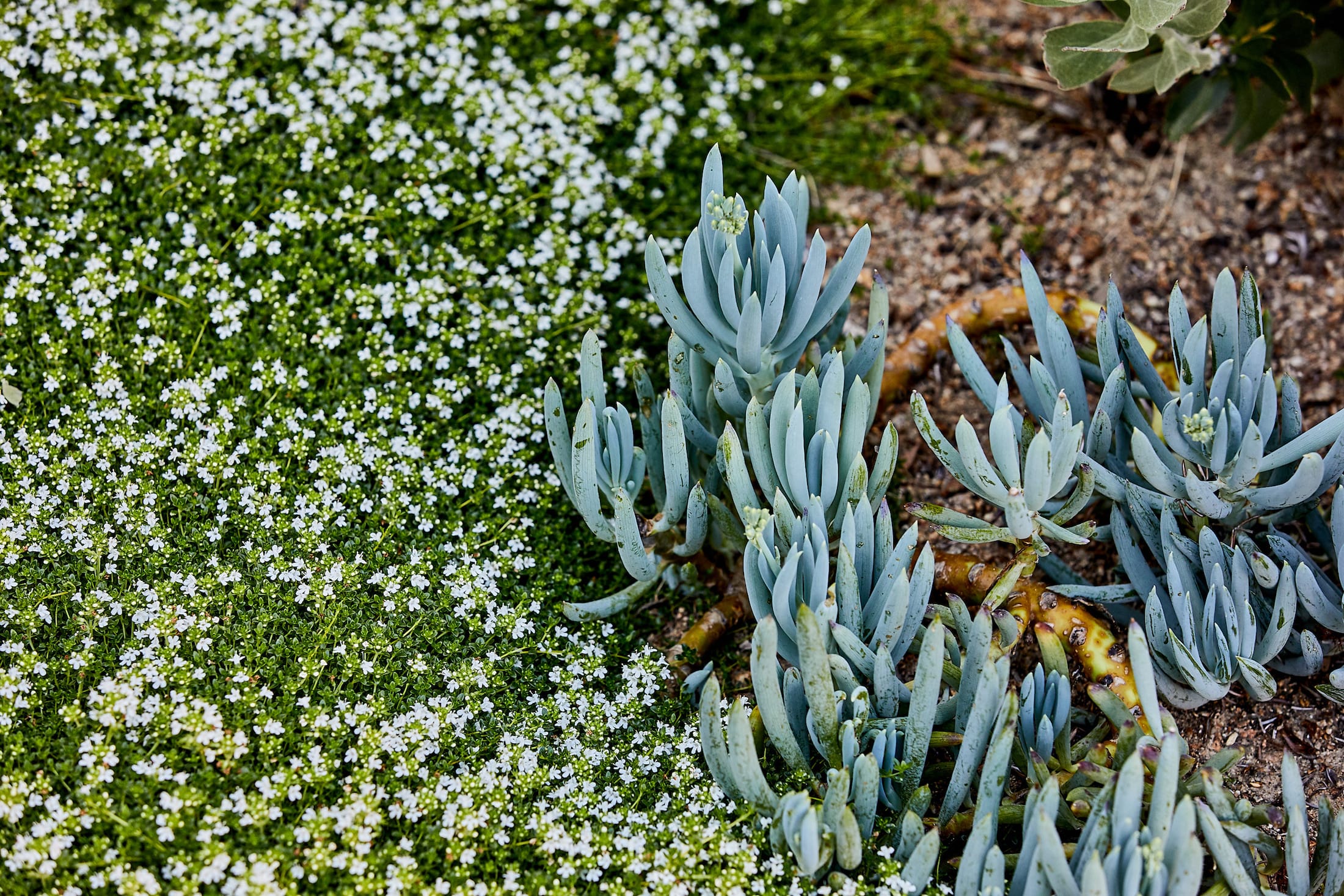 莫宁顿梦境花园-30