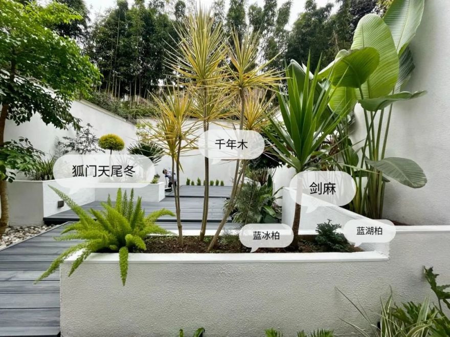 一个没有花的花园,全是绿植的高颜值花园改造,太美了-6