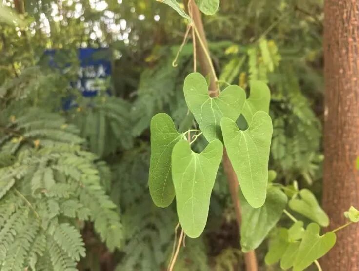 城市掌心的生态山野——麓野公园-59