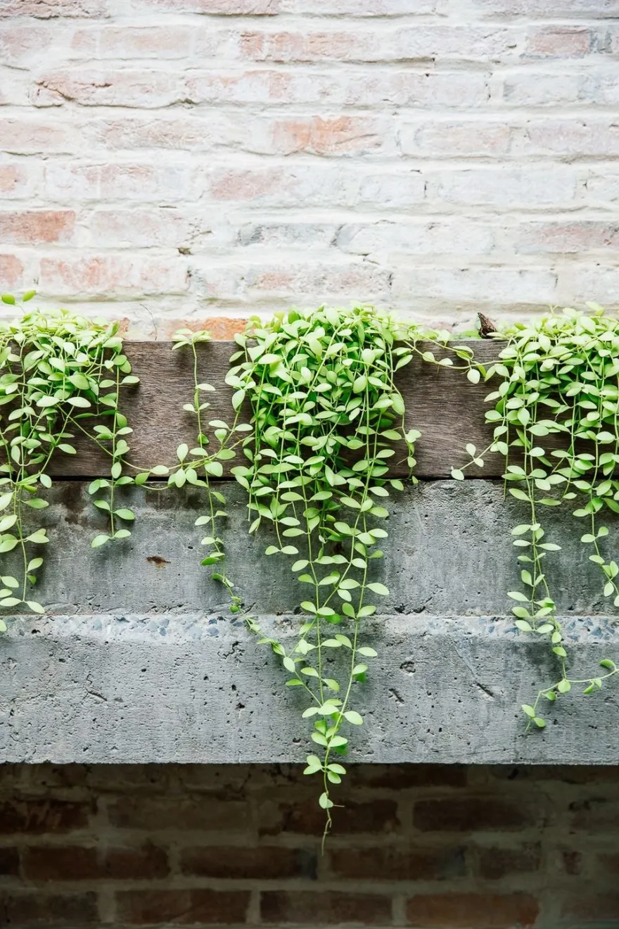 融合传统与当代的柬埔寨 Kampot 老店屋改造-36