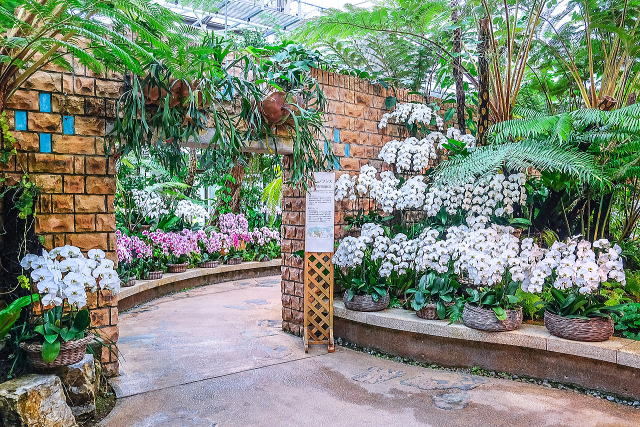 热带梦幻中心（海洋博公园内）丨日本冲绳-21