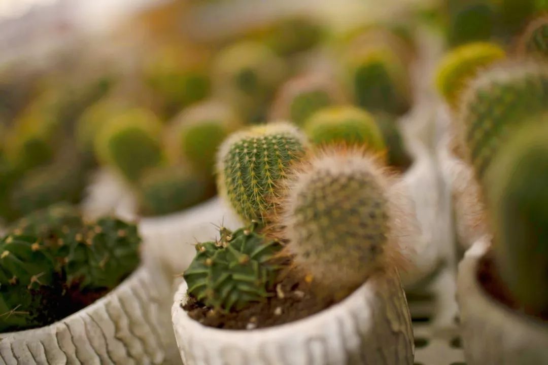 鹿岛生活 | 感官之旅的空间设计-63