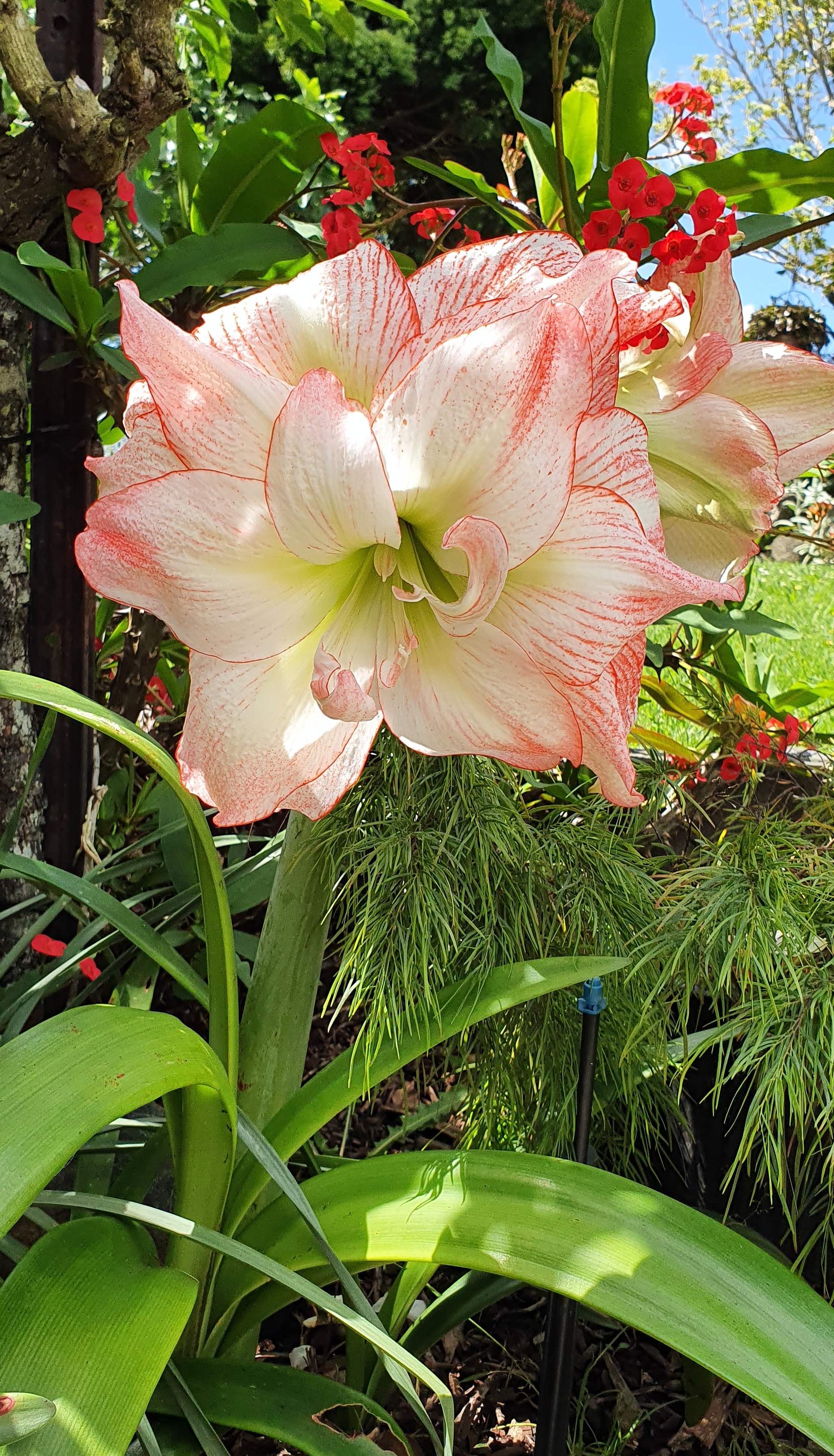 TwoConnect私人花园丨New ZealandAuckland丨Mary和Mark Jones-59