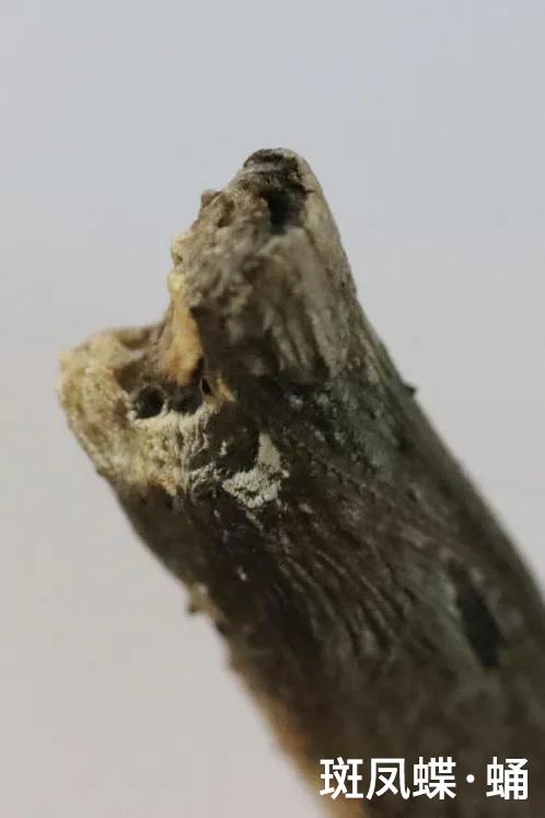 与自然和谐共生的茏腾生态馆-19