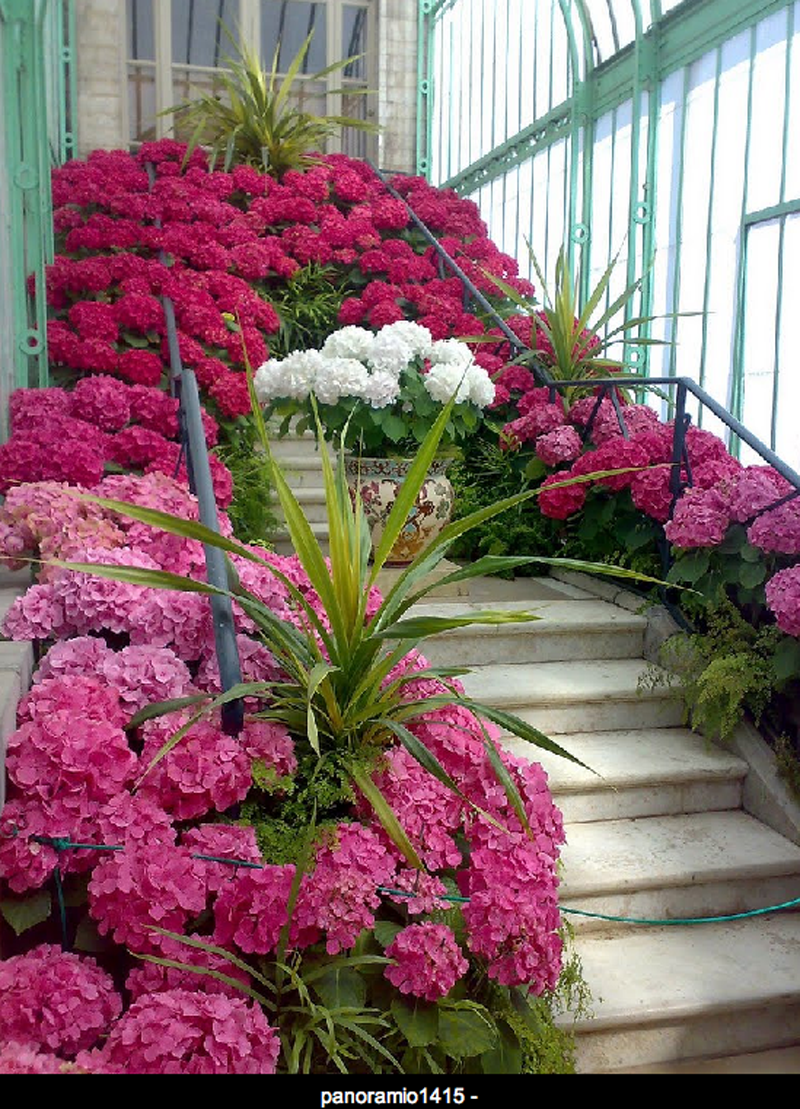 Magiche serre reali di Laeken (Bruxelles) | theouterthebetter-39