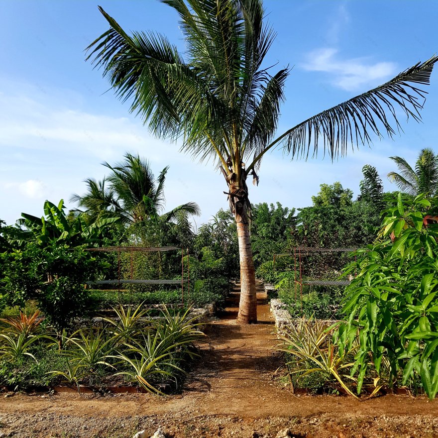 Kizikula酒店景观项目丨坦桑尼亚桑给巴尔丨Andy Hamilton,Case Design等-17