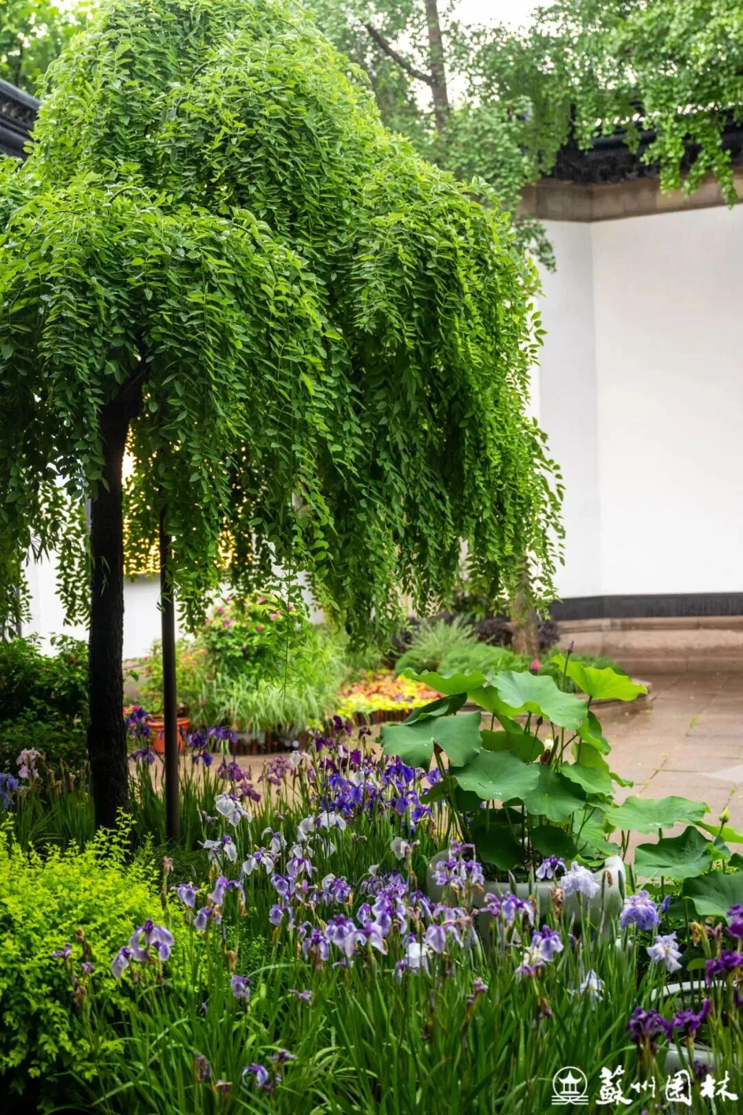 轻舟端阳！狮子林冷色系主题花境上新！-51