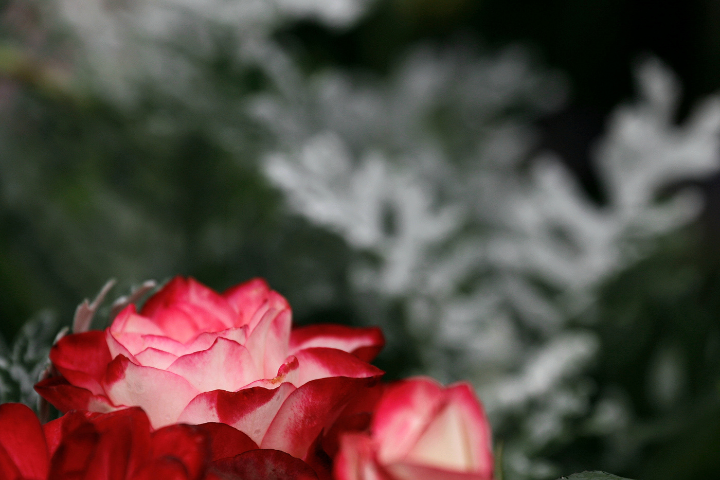 花 flower，蝶 butterfly-2