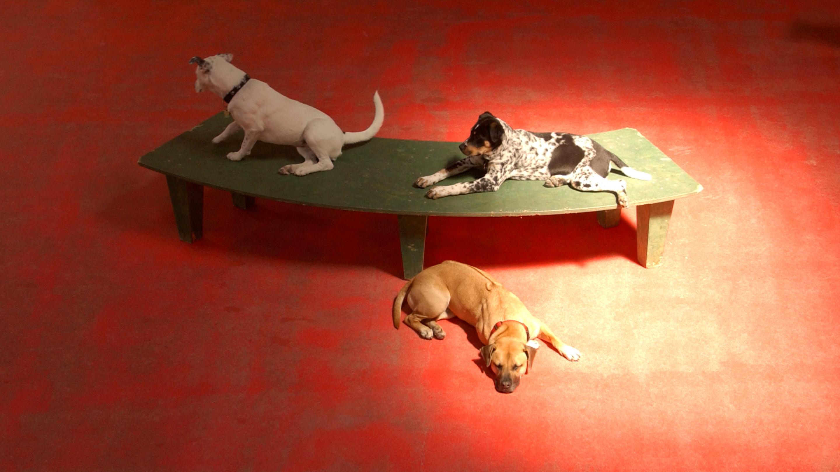 Lundberg Design 犬类日托设施改造项目丨美国加利福尼亚-4