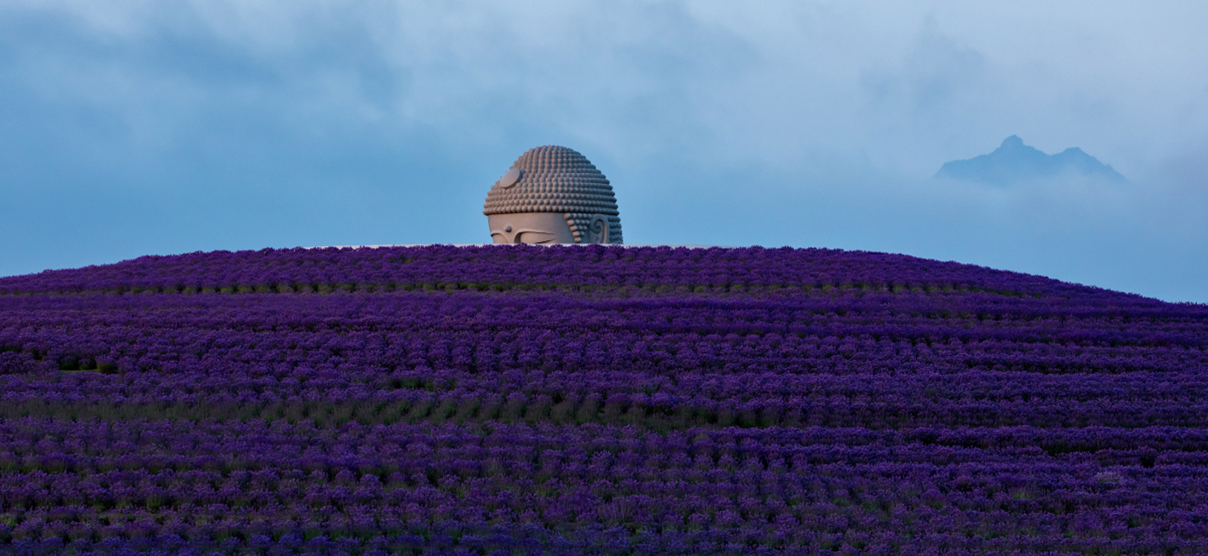 Tadao Ando surrounds huge buddha statue with lavender-covered mound-5
