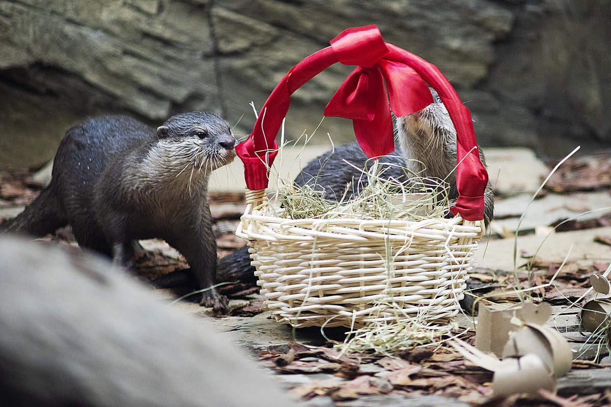 莫斯科水族馆水獭和海豹围栏及展区更新丨俄罗斯莫斯科-37