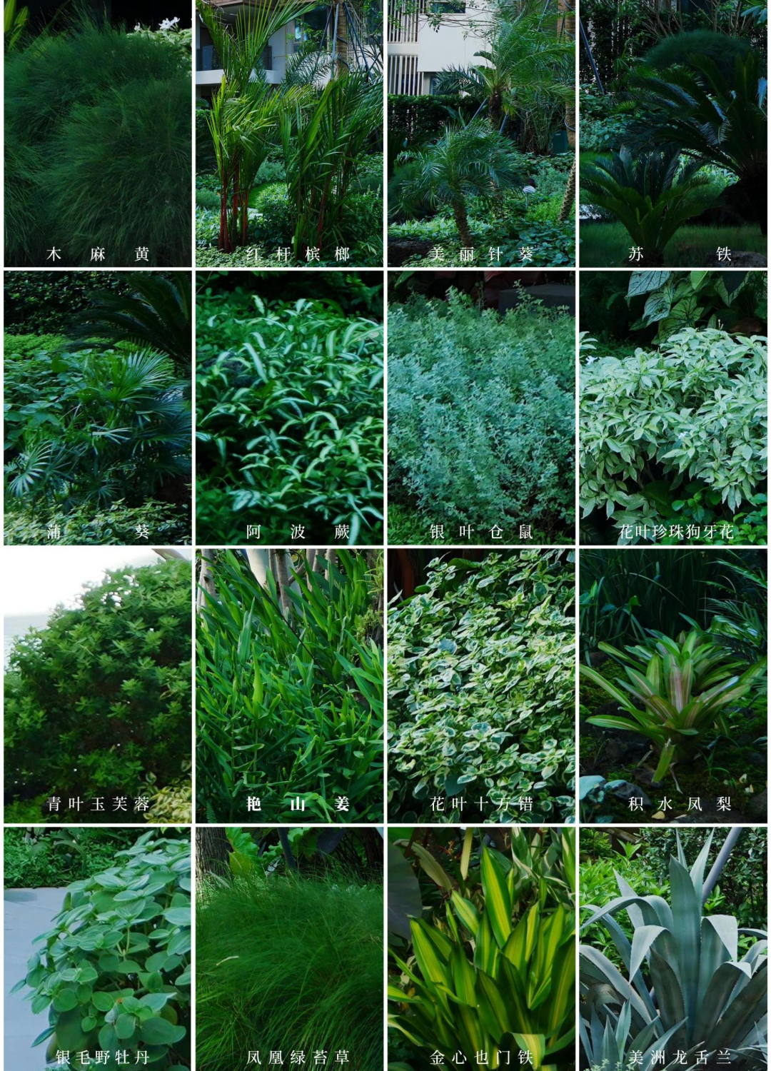 于热带秘境中编织生活美学|江东麓岛阅海澜岸2期花境项目-118