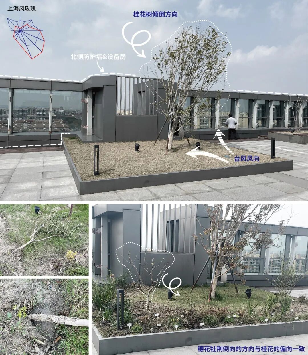 张唐探索|孤芳自赏的勇气——有.园张唐景观屋顶花园一年更新-57