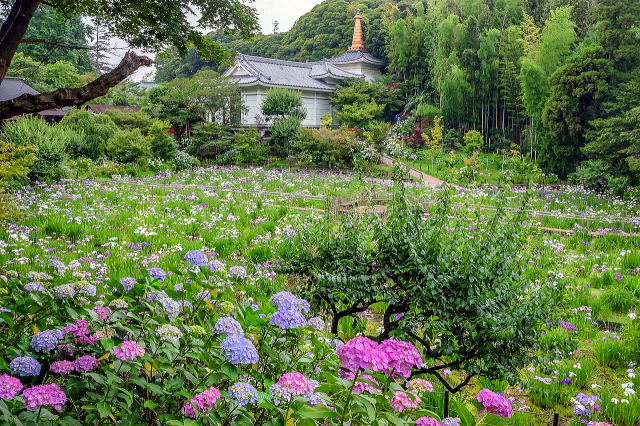 本土寺庭园等景观-24