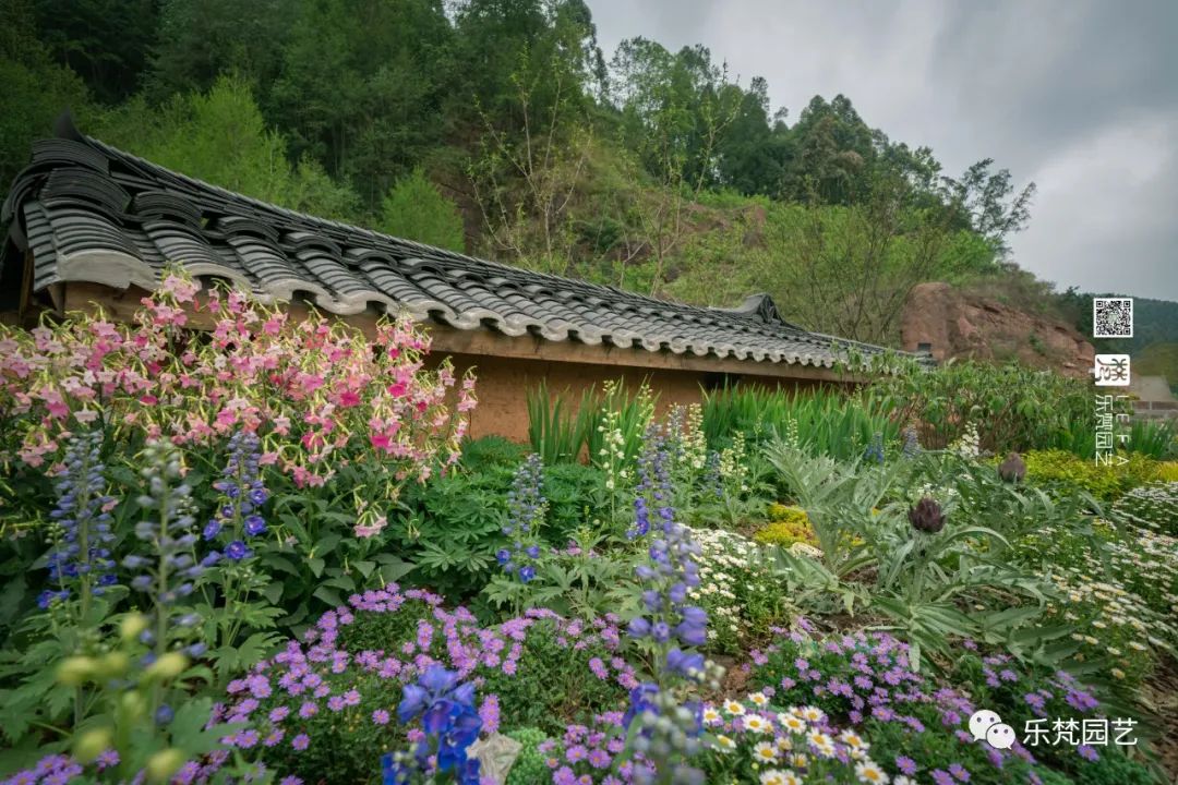 丹棱春色 · 古韵新颜,漫山幸福花开丨中国眉山丨乐梵-13