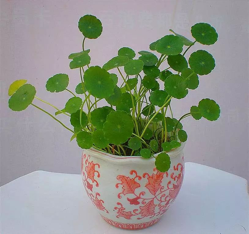 案上花草，闲时观 | 品味室内设计中的自然美学-26