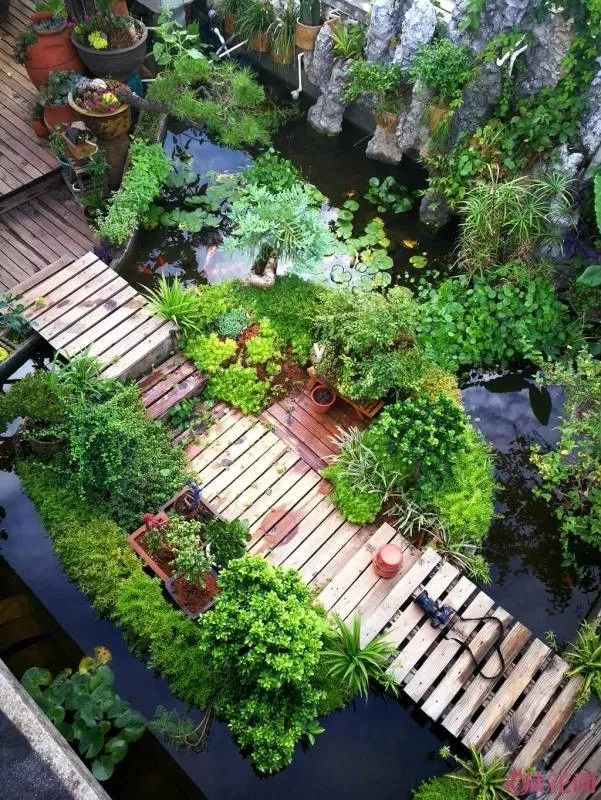 不惑之年，他自己动手建了一座楼顶花园，养花种菜喂鱼……-8