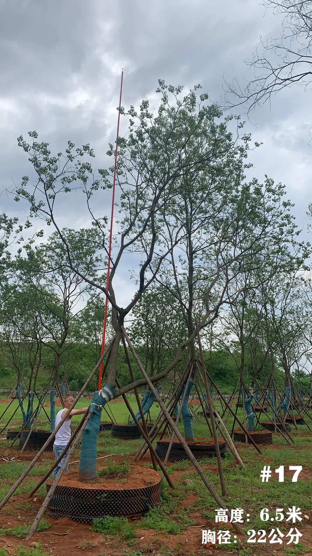 湖南衡阳 148 棵精品乌桕景观设计丨中国衡阳丨看见景观-21