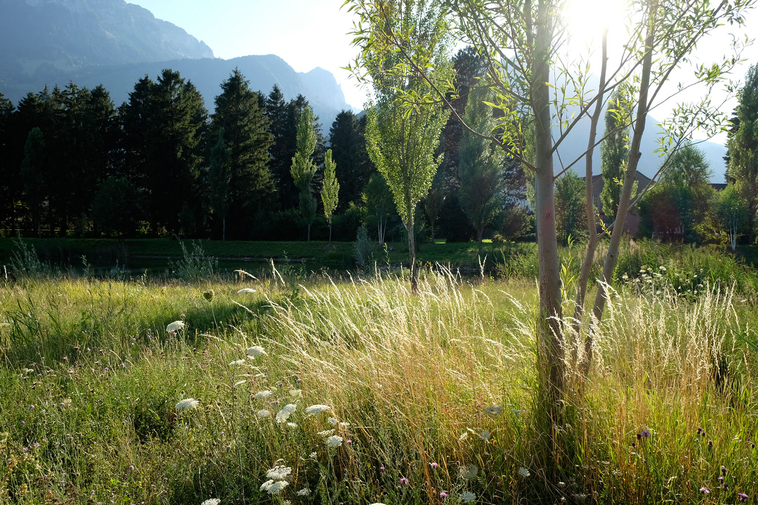 瑞士工厂池塘的绿色重生-26